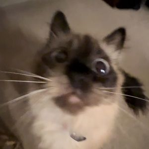 Meet your Posher, Gigi